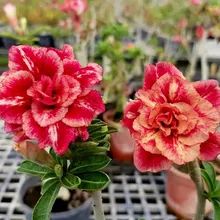 Адениум CLOWN (Adenium obesum)