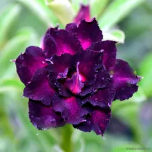 Адениум PURPLE PUPIL (Adenium obesum)