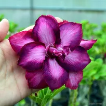 Адениум FREYA (Adenium obesum)