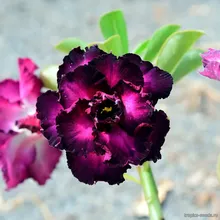 Адениум MOLLY (Adenium obesum)