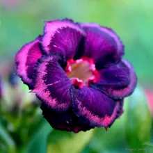 Адениум PINOT NOIR (Adenium obesum)