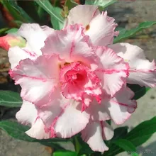 Адениум FRAPPUCCINO (Adenium obesum)