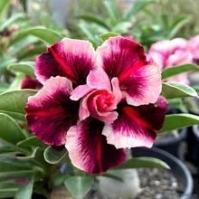 Адениум ORION NEBULA (Adenium obesum)