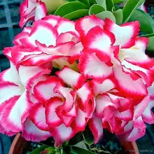 Адениум ROYAL EMPRESS (Adenium obesum)