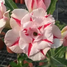 Адениум FIRST LOVE (Adenium obesum)