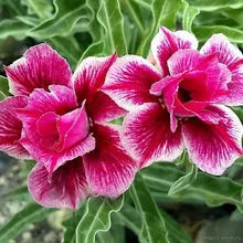 Адениум BLUE MAGPIE (Adenium obesum)