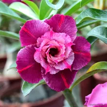 Адениум DRUNKEN BEAUTY (Adenium obesum)