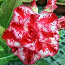 Адениум CRIMSON HEART (Adenium obesum)