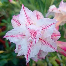 Адениум EIFFEL (Adenium obesum)