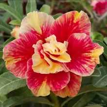 Адениум SWEET PEACH (Adenium obesum)