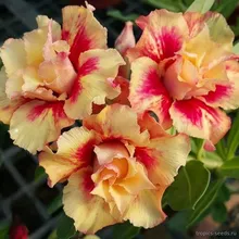 Адениум RAPUNZEL (Adenium obesum)