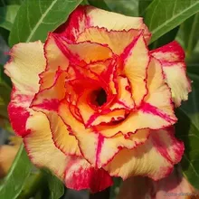Адениум HELIOS (Adenium obesum)