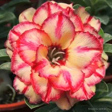 Адениум WINGED VICTORY (Adenium obesum)