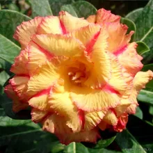 Адениум GOLD DIAMOND (Adenium obesum)