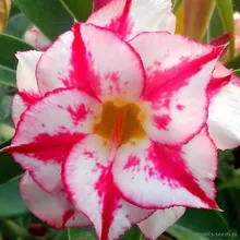 Адениум BLESSING STAR (Adenium obesum)