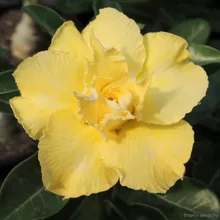 Адениум SHINE CROWN (Adenium obesum)