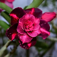 Адениум YU JIAO (Adenium obesum)