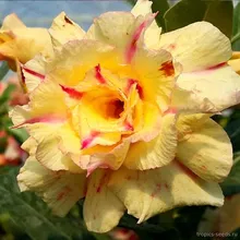 Адениум TROPICAL LOVE (Adenium obesum)