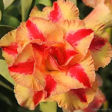 Адениум EXCELLENCE (Adenium obesum)