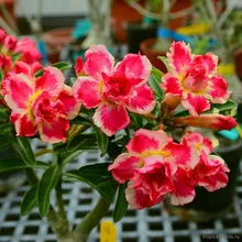 Адениум POPCORN (Adenium obesum)