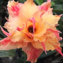 Адениум HOLY CROWN (Adenium obesum)