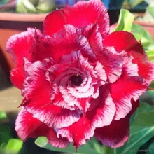 Адениум DO RE MI (Adenium obesum)