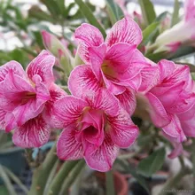 Адениум KATHERINE (Adenium obesum)