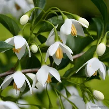 Стиракс Японский (Styrax japonicus), семена 3 шт.