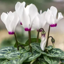 Цикламен Персидский БЕЛЫЙ (Cyclamen persicum), семена 3 шт.