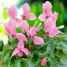 Цикламен Персидский РОЗОВЫЙ (Cyclamen persicum), семена 3 шт.