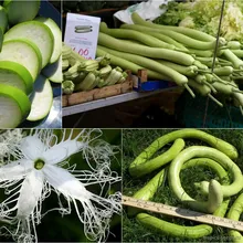 Трихозант Змеевидный (Trichosanthes anguina), семена 2 шт.