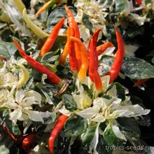 Перец острый USHU (Capsicum annuum), семена 2 шт.