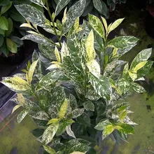 Лавровишня Пестролистная (Prunus laurocerasus), семена 5 шт.