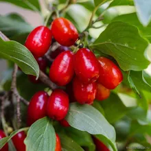 Кизил Обыкновенный (Cornus mas), семена 5 шт.