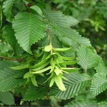 Граб Обыкновенный (Carpinus betulus), семена 5 шт.