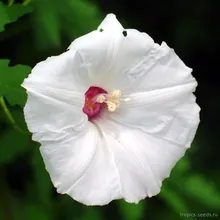 Мерремия двурассеченная (Merremia dissecta), семена 2 шт.