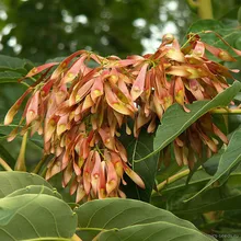 Айлант высочайший (Ailanthus altissima), семена 5 шт.