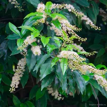 Лавровишня Лузитанская (Laurocerasus lusitanica), семена 5 шт.