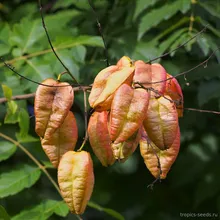 Кельрейтерия Метельчатая (Koelreuteria paniculata), семена 5 шт.