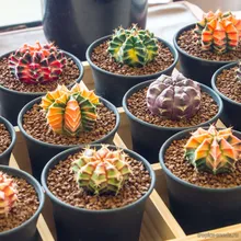 Гимнокалициум CRISTATA VARIEGATA (Gymnocalycium mihanovichii), семена 3 шт.