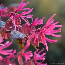 Лоропеталум Китайский RUBRA (Loropetalum chinense), семена 3 шт.