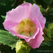 Гибискус Изменчивый (Hibiscus mutabilis), семена 5 шт.