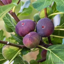 Фикус Карика (Инжир) PROSTRATA, Ficus carica, семена 5 шт.