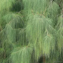 Казуарина Хвощевидная (Casuarina equisetifolia), семена 5 шт.