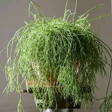 Рипсалис Ягодный (Rhipsalis baccifera), семена 10 шт.