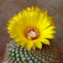 Пародия Изменчивая (Parodia mutabilis), семена 5 шт.