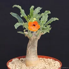 Птеродискус Оранжевый (Pterodiscus aurantiacus), семена 1 шт.