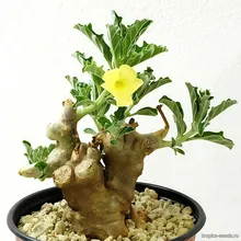 Птеродискус Макатинианский (Pterodiscus makatiniensis), семена 1 шт.