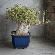 Кораллокарпус Вельвича (Corallocarpus welwitschii), семена 2 шт.