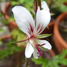 Пеларгония Мягковолосая (Pelargonium mollicomum), семена 1 шт.